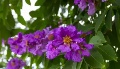 banaba