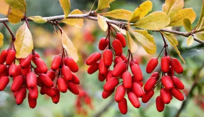 berberine