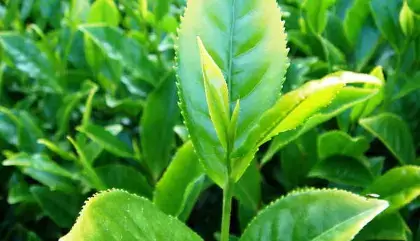 tea-leaf