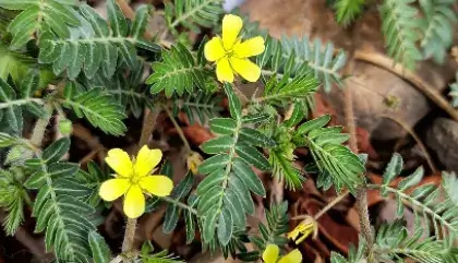 tribulus