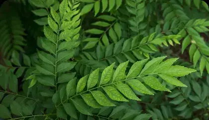 curry-leaf
