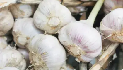 garlic